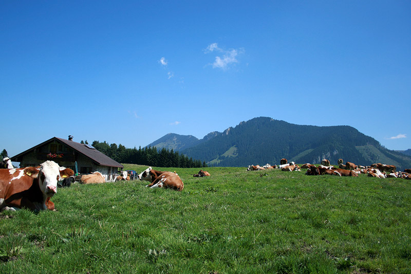 Region Rosenheim Region Rosenheim: Kühe auf einer Alm